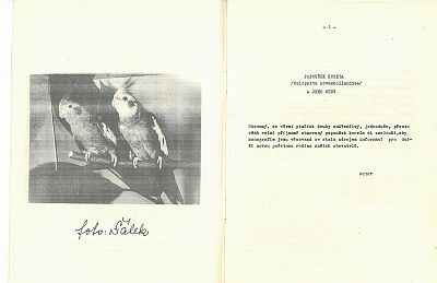 ABC chovatele papoušků korel