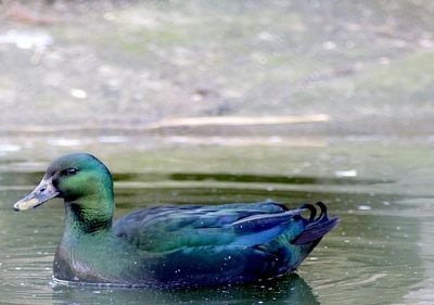 Adopce kachny smaragdové