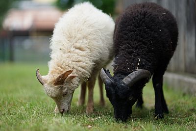 Adopce ovce ouessantské