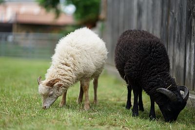 Adopce ovce ouessantské