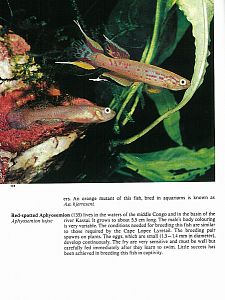Aquarium fish - the illustrated encyclopedia 