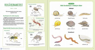 Hmyz a jiní bezobratlí