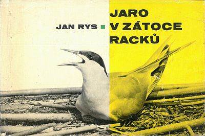 Jaro v zátoce racků