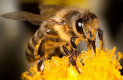 Jeden rok v životě včely