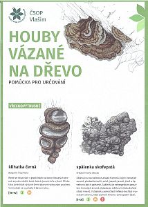 Klíč - Houby vázané na dřevo