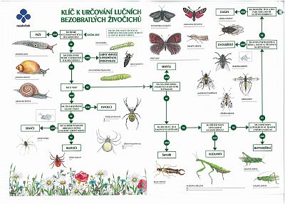 Klíč k určování lučních bezobratlých živočichů