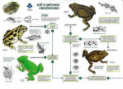 Klíč k určování obojživelníků a plazů Rezekvítek