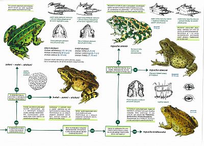 Klíč k určování obojživelníků a plazů Rezekvítek