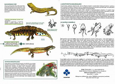 Klíč k určování obojživelníků a plazů Rezekvítek
