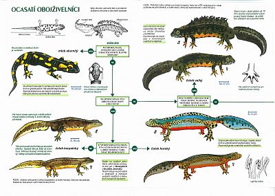 Klíč k určování obojživelníků a plazů Rezekvítek