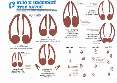 Klíč k určování stop savců