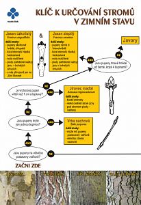 Klíč k určování stromů v zimním stavu