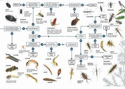Klíč k určování vodních bezobratlých živočichů