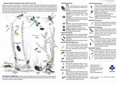 Klíč k určování vodních bezobratlých živočichů