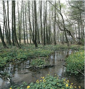 Mokrade Príroda Slovenska