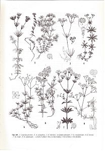 Nová květena ČSSR 1. a 2.