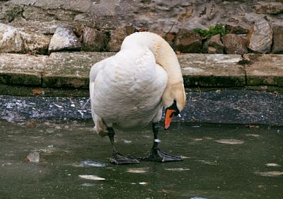 Příspěvek na péči o labuť velkou