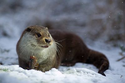 Příspěvek na péči o vydru