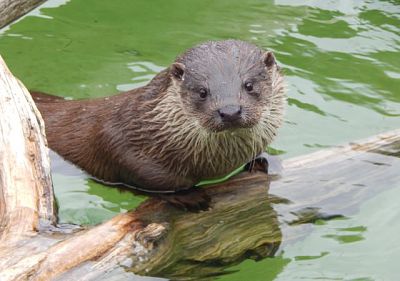 Příspěvek na péči o vydru