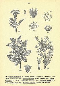 Rozšířený syllabus systému a fylogenese vyšších rostlin - obrazová část