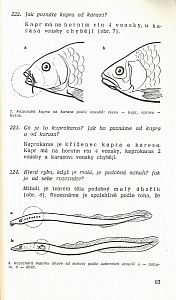 Rybářské minimum