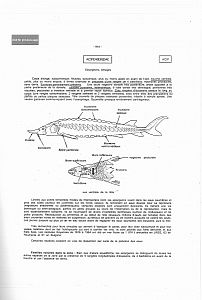 Ryby středozemního moře 1-4