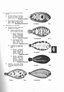 Ryby středozemního moře 1-4