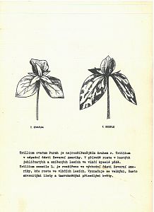 Skalničky 5-3/71