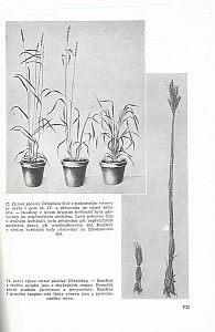 Stadijní vývoj rostlin
