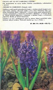 Tulipány narcisy hyacinty