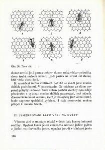 Včelařství ve škole