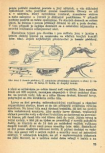 Zoologie pro sedmý postupný ročník 1954