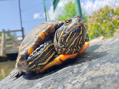 Adopce želvy 12 měsíců