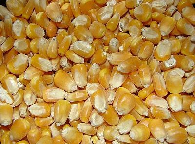 Dar - Kukuřice pro hrdličky 5 kg
