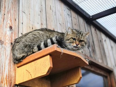 Darovat hračku zvířeti z paraZOO - Schovka pro kocoury Damiána a Tymiána - nové keře