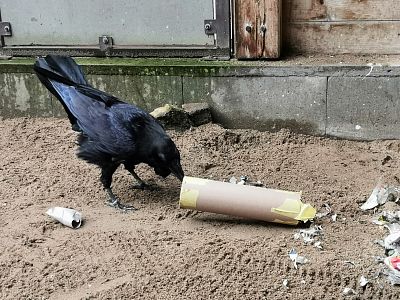 Darovat trénink zvířeti z paraZOO - Poukaz na hodinový trénink pro Boba- kdo si hraje , nezlobí! :-)