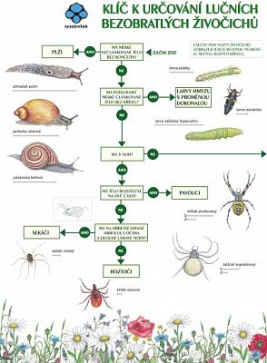 Klíč k určování lučních bezobratlých živočichů