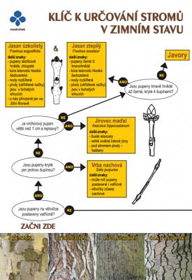 Klíč k určování stromů v zimním stavu