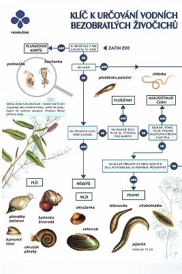 Klíč k určování vodních bezobratlých živočichů
