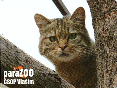 Magnetka paraZOO kočka divoká