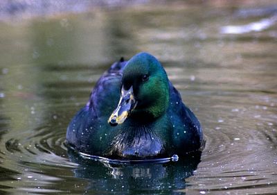 Příspěvek na péči o kachnu smaragdovou