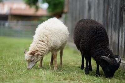 Příspěvek na péči o ovečky