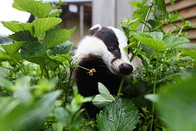 Setkání s jezevcem