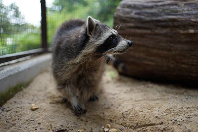 Setkání s mývalem